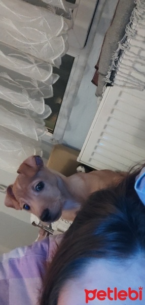 Minyatür Pinscher, Köpek  Nyx (nix) fotoğrafı