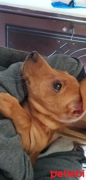 Minyatür Pinscher, Köpek  Nyx (nix) fotoğrafı