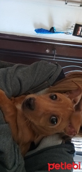 Minyatür Pinscher, Köpek  Nyx (nix) fotoğrafı