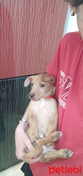 Minyatür Pinscher, Köpek  Nyx (nix) fotoğrafı