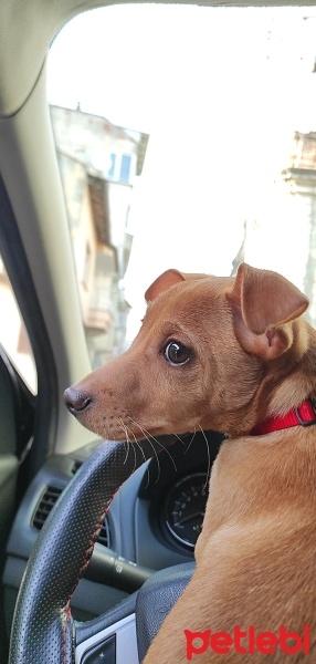 Minyatür Pinscher, Köpek  Nyx (nix) fotoğrafı