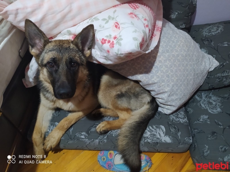 Alman Çoban Köpeği, Köpek  Venüs fotoğrafı