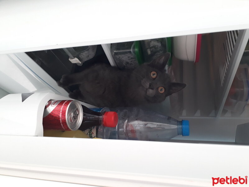 British Shorthair, Kedi  Uzay fotoğrafı