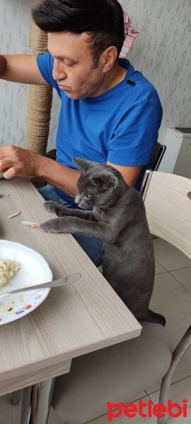 British Shorthair, Kedi  Uzay fotoğrafı