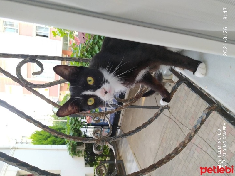 Tekir Kedi, Kedi  Gölge fotoğrafı