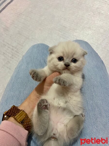 Scottish Fold, Kedi  Lola fotoğrafı