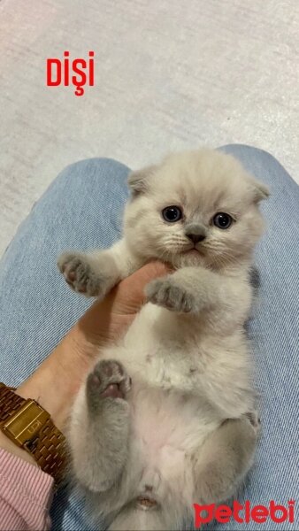 Scottish Fold, Kedi  Lola fotoğrafı