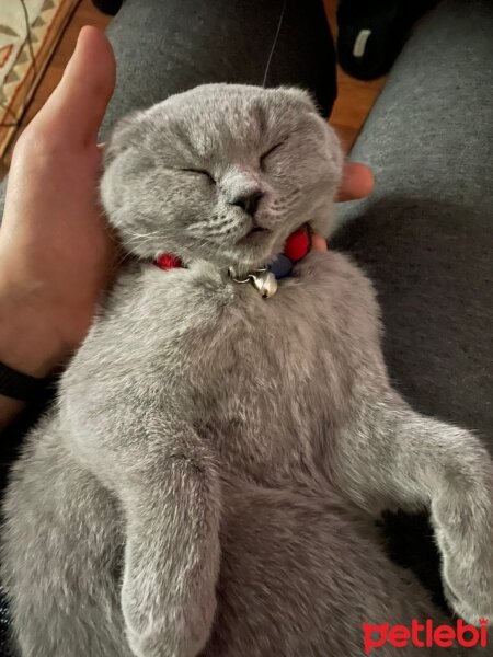 British Shorthair, Kedi  Patiş fotoğrafı