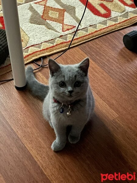 British Shorthair, Kedi  Patiş fotoğrafı