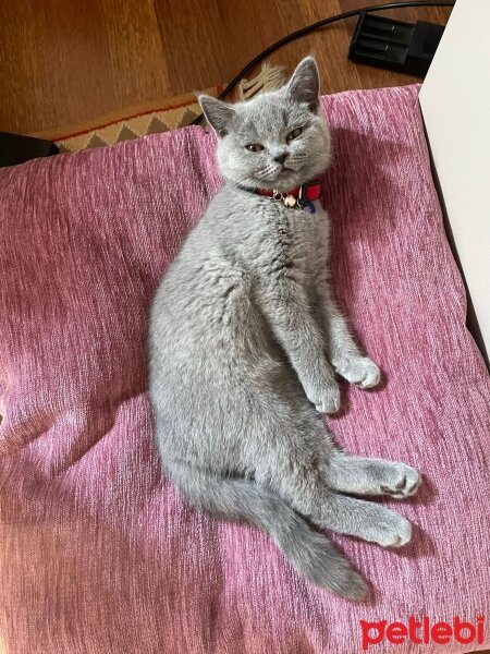 British Shorthair, Kedi  Patiş fotoğrafı