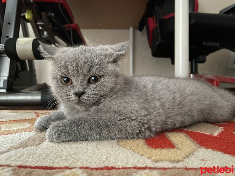 British Shorthair, Kedi  Patiş fotoğrafı