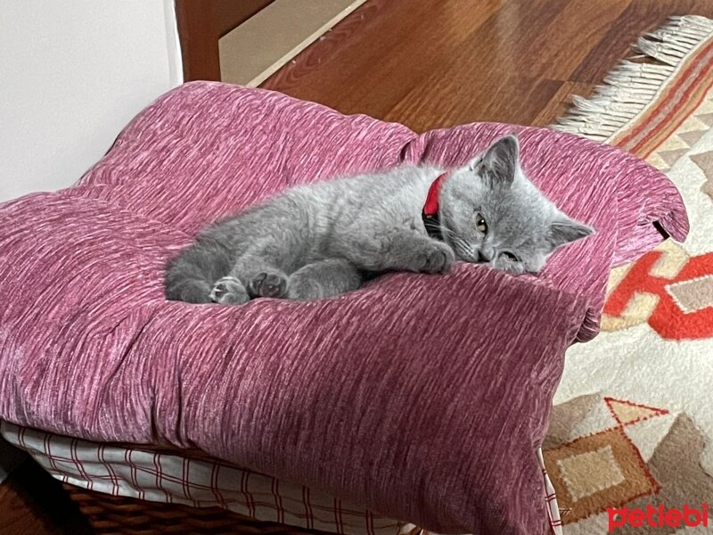 British Shorthair, Kedi  Patiş fotoğrafı