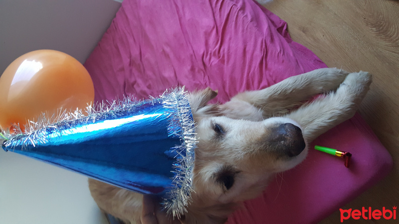 Golden Retriever, Köpek  Paşa fotoğrafı