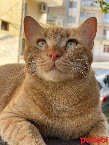 Sarman, Kedi  Oğlum fotoğrafı