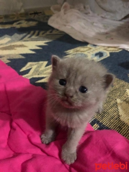 British Shorthair, Kedi  Miaw fotoğrafı