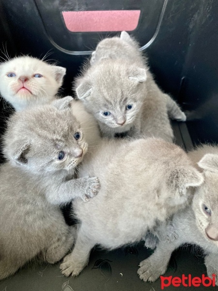 Scottish Fold, Kedi  TEKİR fotoğrafı