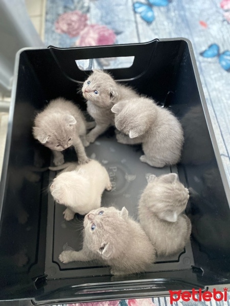 Scottish Fold, Kedi  TEKİR fotoğrafı