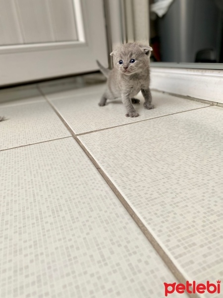 Scottish Fold, Kedi  TEKİR fotoğrafı