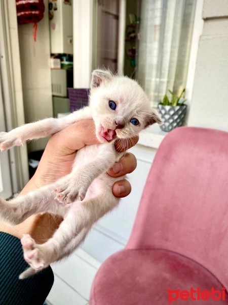 Scottish Fold, Kedi  TEKİR fotoğrafı