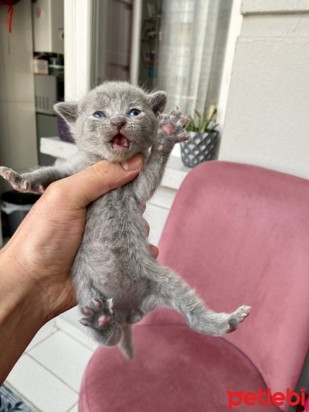 Scottish Fold, Kedi  TEKİR fotoğrafı