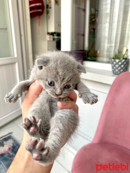 Scottish Fold, Kedi  TEKİR fotoğrafı