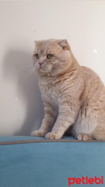 Scottish Fold, Kedi  Delibal fotoğrafı