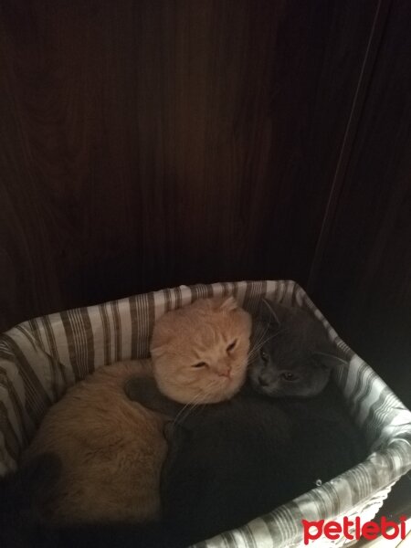 Scottish Fold, Kedi  Delibal fotoğrafı