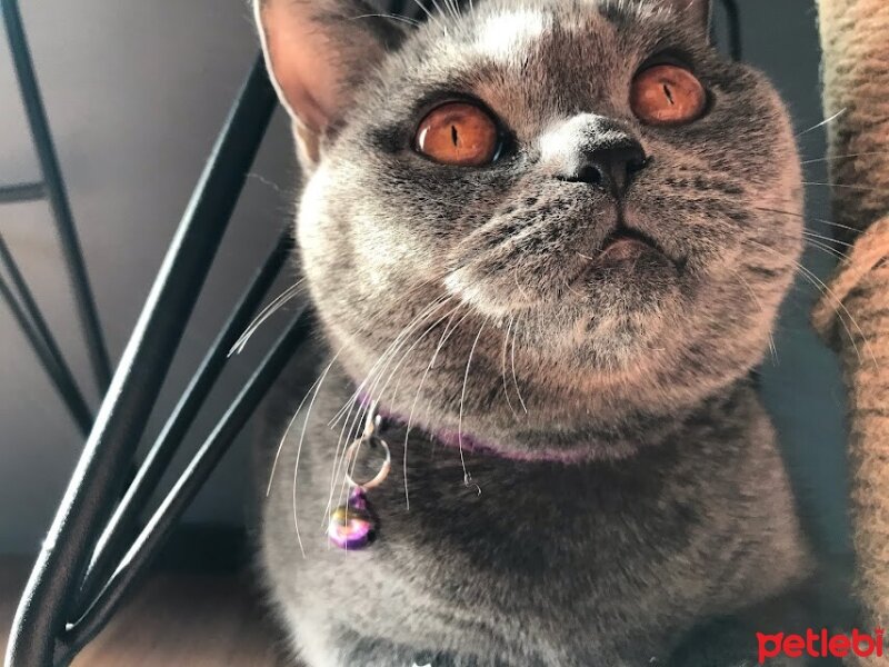 British Shorthair, Kedi  Lilloş fotoğrafı