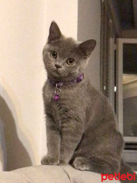 British Shorthair, Kedi  Lilloş fotoğrafı