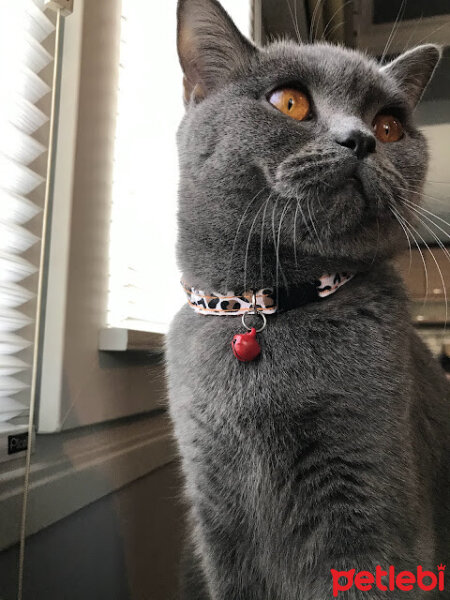 British Shorthair, Kedi  Lilloş fotoğrafı