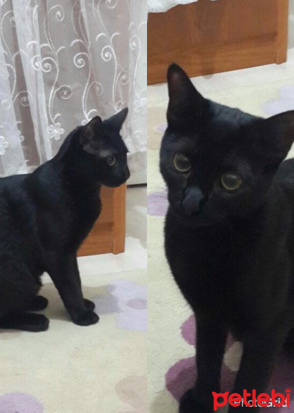 Tekir Kedi, Kedi  Zifir fotoğrafı