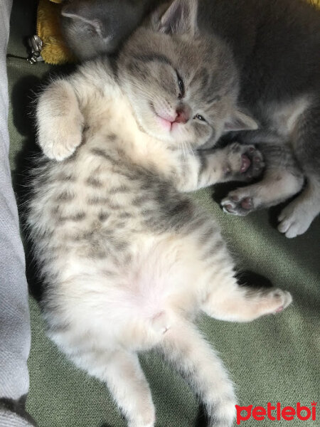 British Shorthair, Kedi  Zeus fotoğrafı