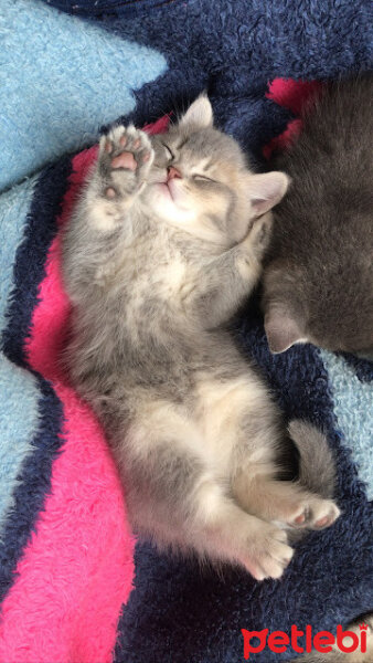 British Shorthair, Kedi  Ares fotoğrafı