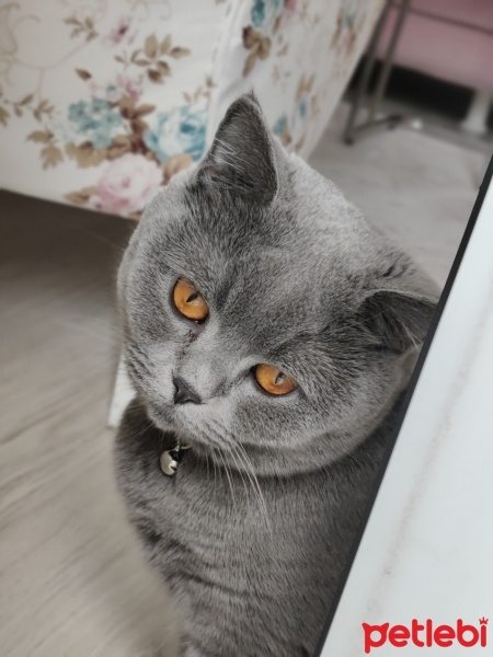 British Shorthair, Kedi  MiLa fotoğrafı