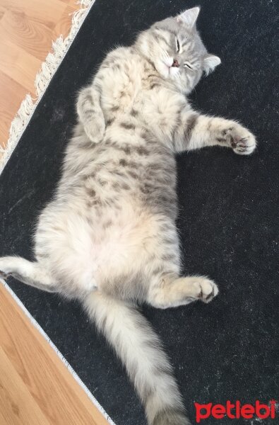 British Shorthair, Kedi  şans fotoğrafı