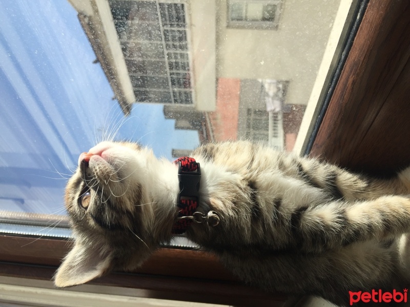 Tekir Kedi, Kedi  Kaju fotoğrafı