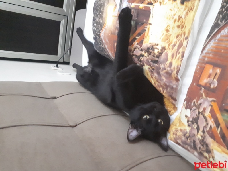 Tekir Kedi, Kedi  zeytin fotoğrafı