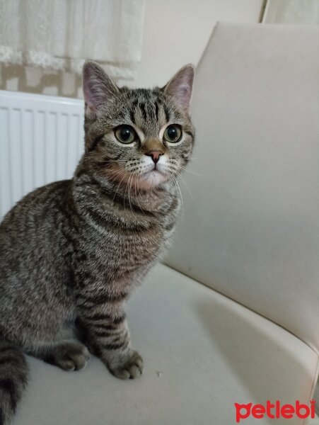 British Longhair, Kedi  Lady fotoğrafı