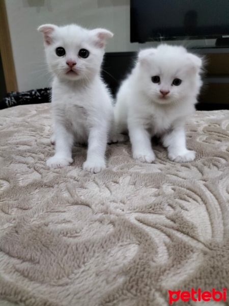 Scottish Fold, Kedi  Scotisfold fotoğrafı