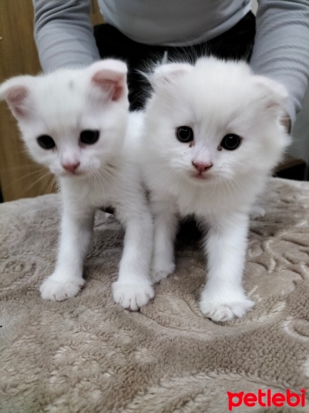 Scottish Fold, Kedi  Scotisfold fotoğrafı