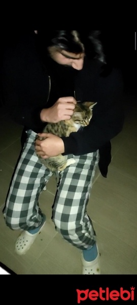 Tekir Kedi, Kedi  Mualla fotoğrafı