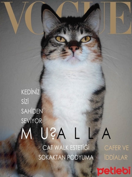 Tekir Kedi, Kedi  Mualla fotoğrafı