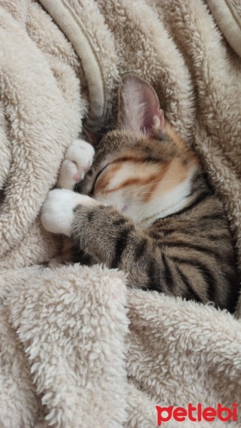Tekir Kedi, Kedi  Mualla fotoğrafı