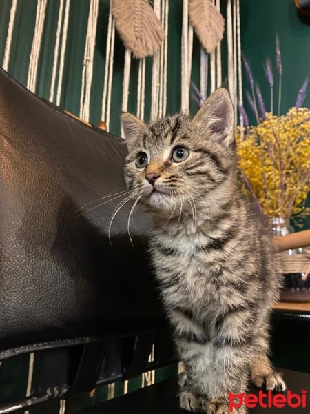 Tekir Kedi, Kedi  Mualla fotoğrafı