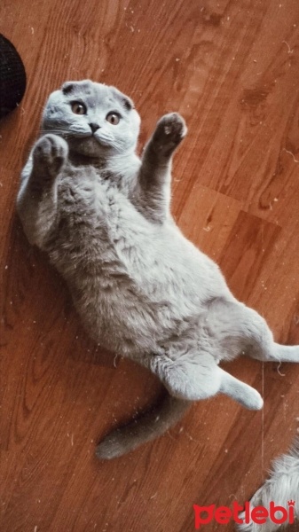 Scottish Fold, Kedi  Miniş fotoğrafı