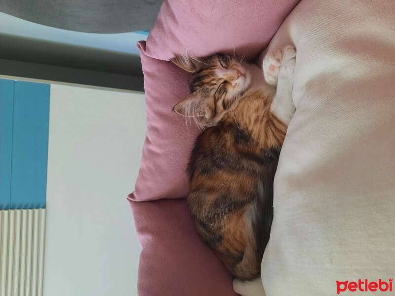 Tekir Kedi, Kedi  Karamel fotoğrafı