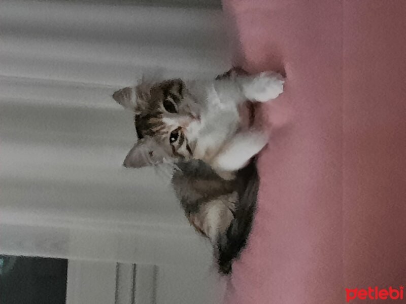 Tekir Kedi, Kedi  Karamel fotoğrafı