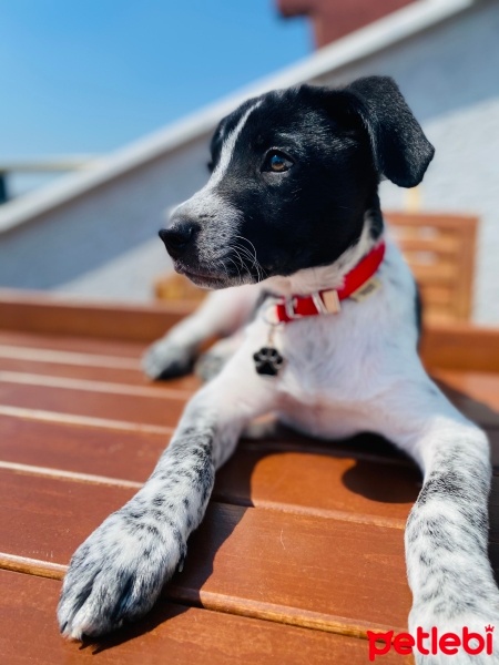 Pointer, Köpek  Şans fotoğrafı