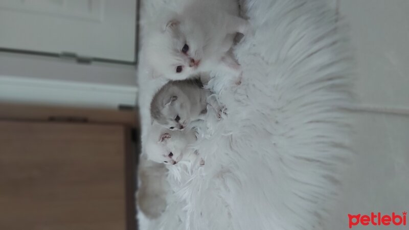 Scottish Fold, Kedi  Maya fotoğrafı