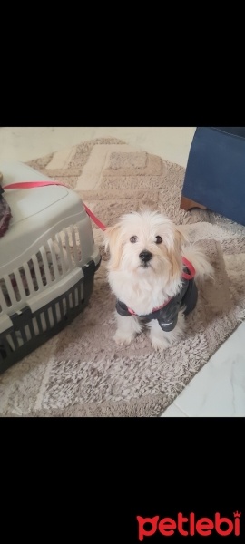Maltese, Köpek  Paskal fotoğrafı